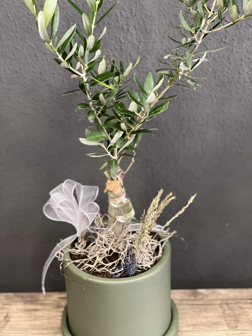 Zeytin Ağacı