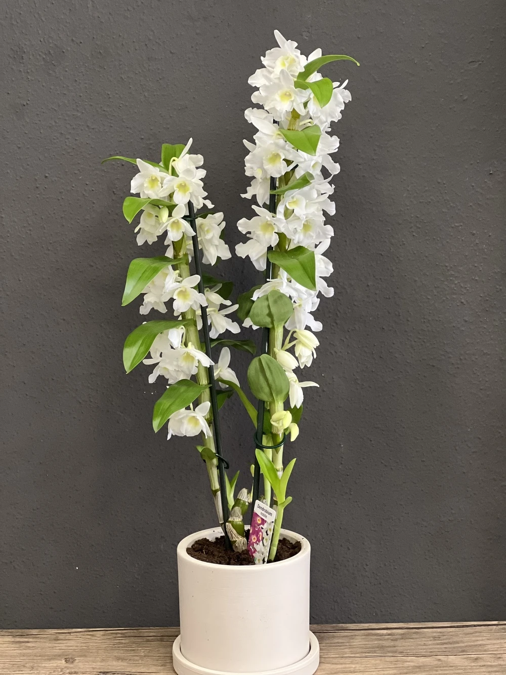 Dendrobium Orkide ( kokulu beyaz orkide )